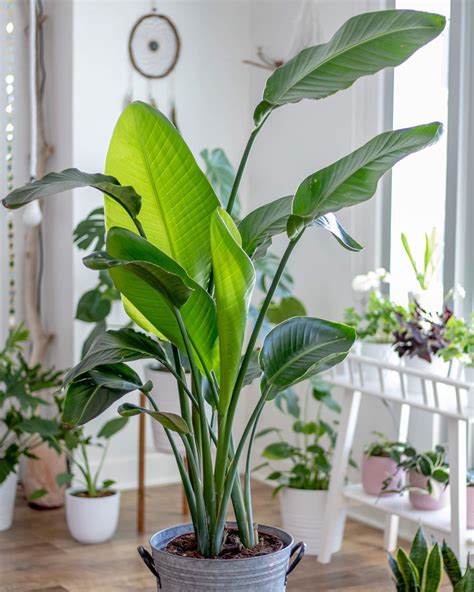 Strelicija prie lango