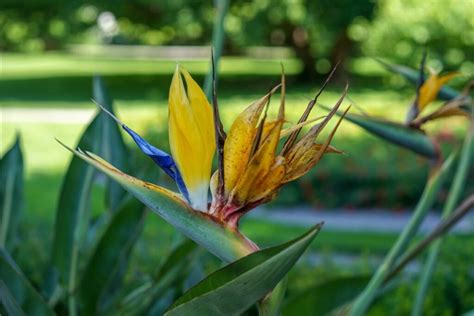 Strelicijos sodinukai