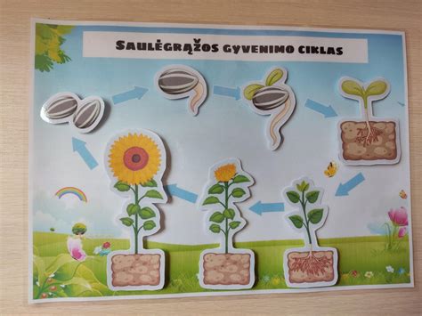 Schematinis NuvaRing naudojimo ciklas: įdėjimas, nešiojimas, išėmimas, pertrauka