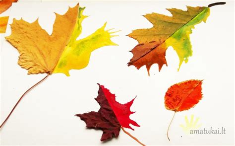 Rudeniniai lapai ir kankorėžiai ant darželio lango