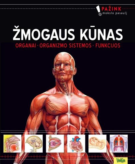 Schematinis žmogaus reprodukcinės sistemos vaizdas