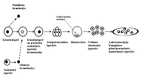 Schema su kamieninių ląstelių panaudojimo galimybėmis