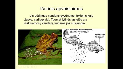 vidinis ir išorinis rankinės-kuprinės Disa Mini skyrių išdėstymas
