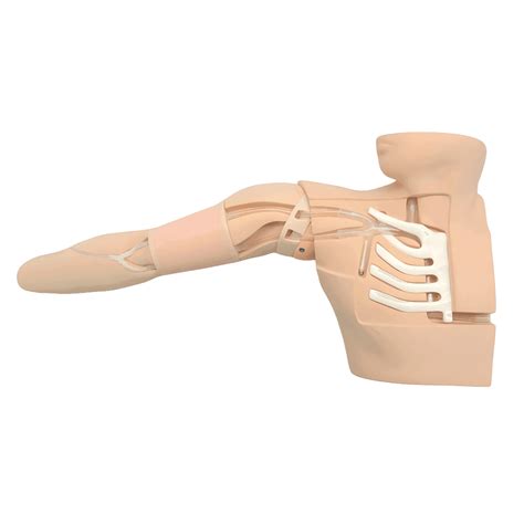 Scheminis vaisiaus anatomijos vaizdavimas ultragarsu