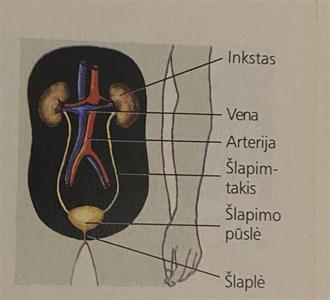 Moterų reprodukcinių organų schema