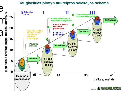 genominės selekcijos schema