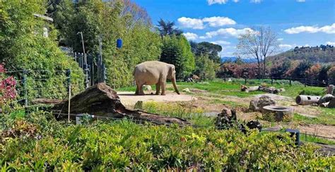 Pistoia Zoo girafos