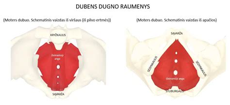 dubens dugnas