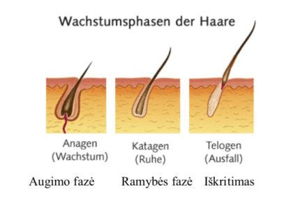 Plaukų augimo stadijos po transplantacijos