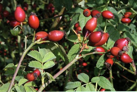 Paprastasis erškėtis (Rosa canina)