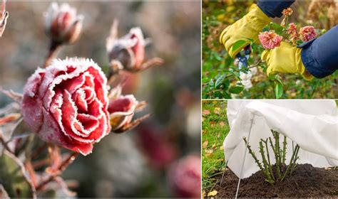 Skiepytos rožės priežiūra