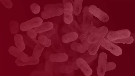 Fotogrofija, rodanti Bordetella pertussis bakteriją naudojant Gramo dažymo techniką