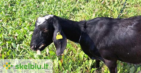 Ožkelė su ožkeliais