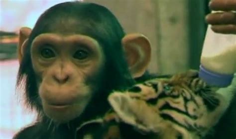 Ožkelė maitina ožkelį iš buteliuko