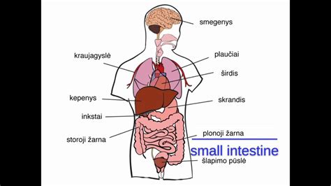 Žmogaus kūno imuninės sistemos veikimo schema