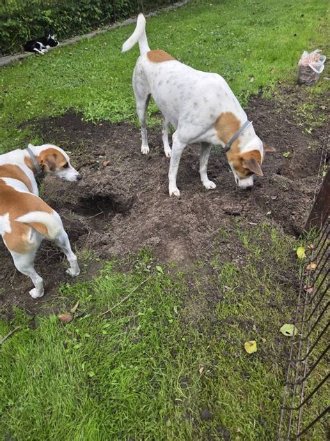 Šuniukai, valgantys iš bendro dubens