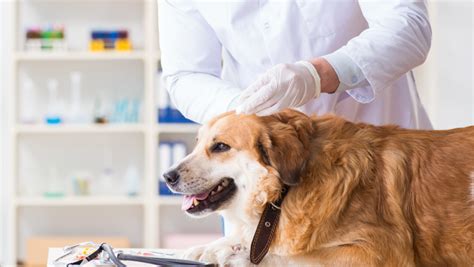 Veterinaras apžiūri šuniuką