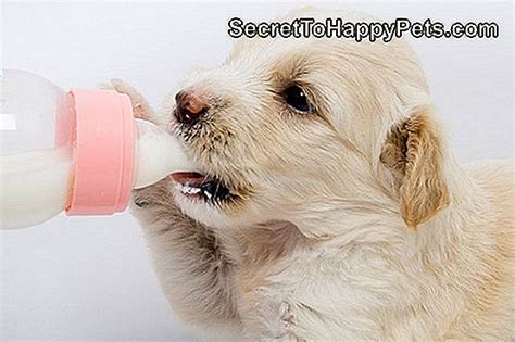 Šuniukas geria pieną iš buteliuko