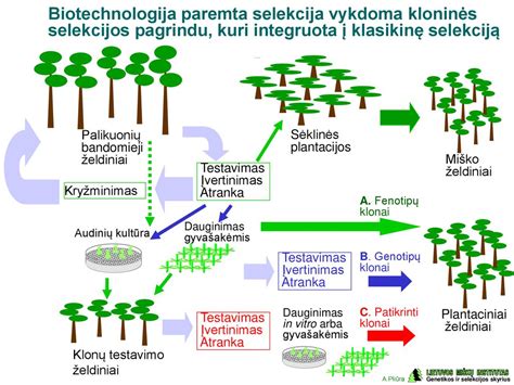 Veršelių auginimo schema