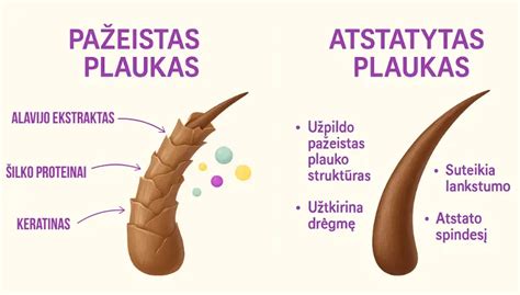 Blastocistos sandaros schema