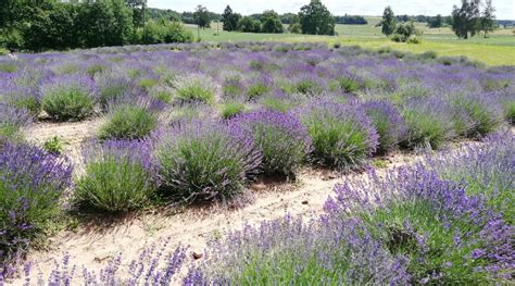 Saulėtas laukas su ožkomis