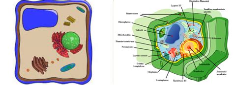 Vaizdžiai pavaizduota grybelio ląstelė ir klotrimazolo molekulė, naikinančios grybelį.
