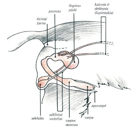 Vyrų reprodukcinės sistemos anatomija