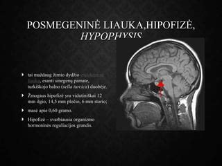 Hipofizės liauka ir jos ryšys su reprodukcinėmis liaukomis