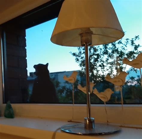 Katė stebi pasaulį pro langą