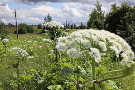 Invazinio Sosnovskio barščio augalo žiedynas