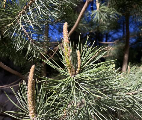 Schema: Vabzdžių ir vėjo apdulkinimo skirtumai