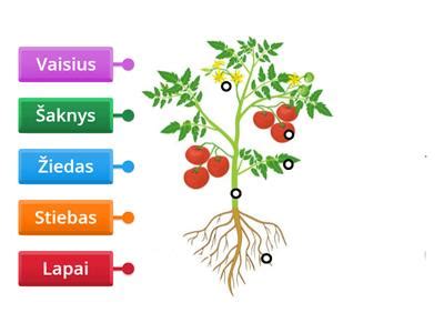 Trigerinio augalo (Stylidium) schema su kolona