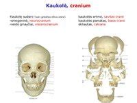 Kaukoles kaulai ir suaugimas