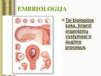 vaisiaus smegenų vystymasis