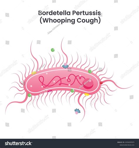 Bordetella Pertussis bakterijos mikroskopinis vaizdas
