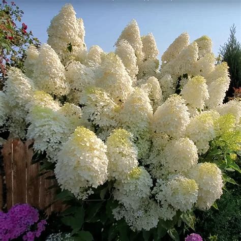 Rožės lapai su balta miltligės apnaša