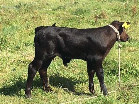 Veršelis, ėdantis kombinuotus pašarus