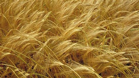 Miežių varpos ir apynių