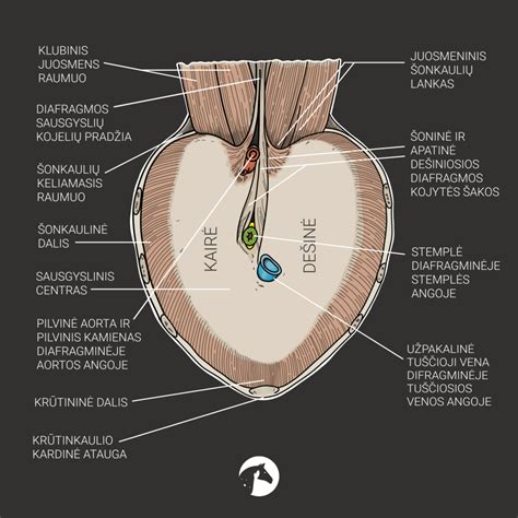 Vaizdinė schema, rodanti skrandžio, stemplės ir diafragmos anatomiją su apatinio stemplės rauko pavaizdavimu