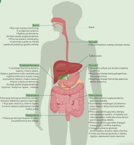 Infografika: Skrandžio rūgšties poveikis stemplės gleivinei ir mechanizmas, kaip alginatas apsaugo