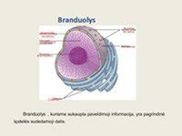 vidinė sauskelnių struktūra su mikroperlais