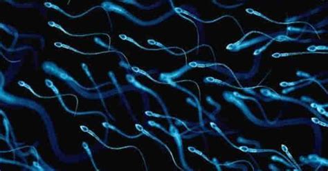 Kiaušialąstės ir spermatozoidai