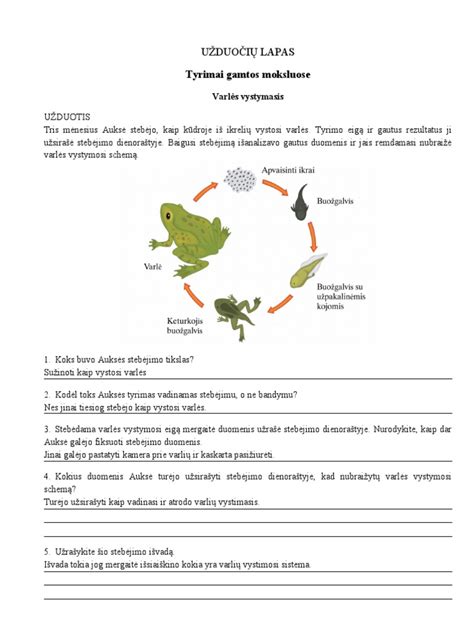 Varlės gyvenimo ciklo schema
