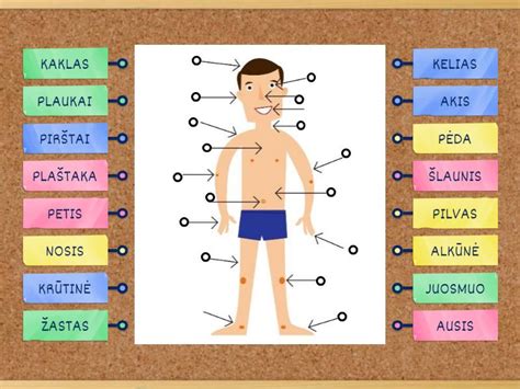 Žmogaus kūno ląstelių struktūra