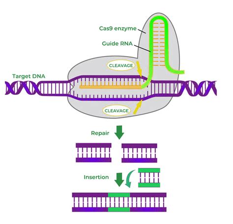 CRISPR genų redagavimo technologija
