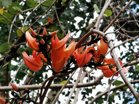 Diagrama, iliustruojanti erekcijos mechanizmą ir Butea Superba poveikį