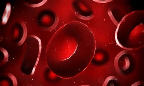 raudonieji kraujo kūneliai