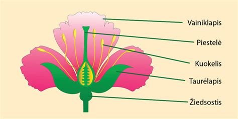 Augalo žiedas su skirtingomis dalimis