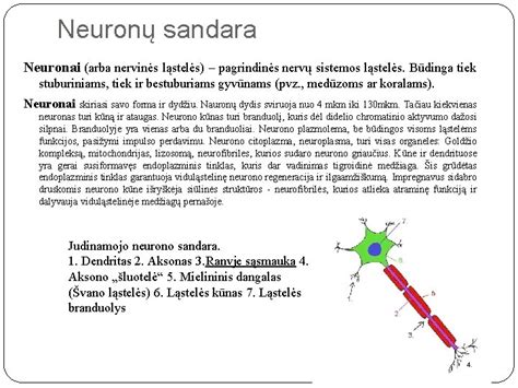 Nervų ląstelės diagrama
