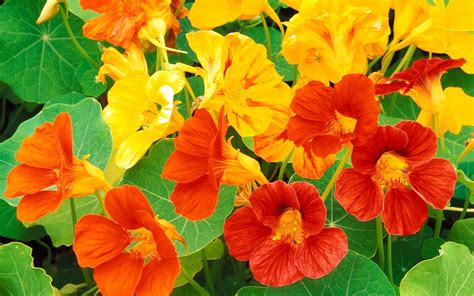 Nasturtės (Tropaeolum majus) žiedas ir lapai